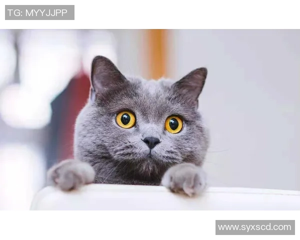 bone7蓝猫哪场比赛-bone7蓝猫哪场比赛